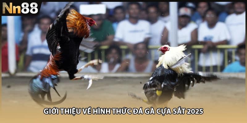 Giới thiệu về hình thức đá gà cựa sắt 2025